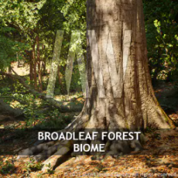 MW Broadleaf Tree Forest Biome